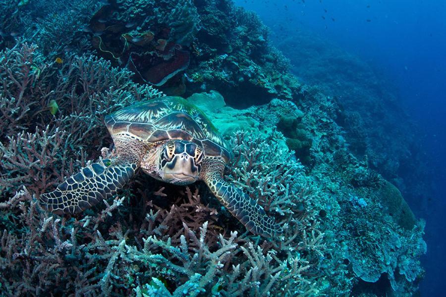 Guesthouse The 4 Fish مانادو المظهر الخارجي الصورة